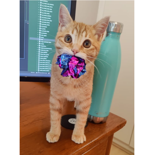 ZaKatz Crinkle Balls - 4 Pack with ginger kitten