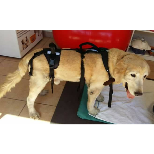 HolisticPet Full Body Dog Harness on golden retriever dog