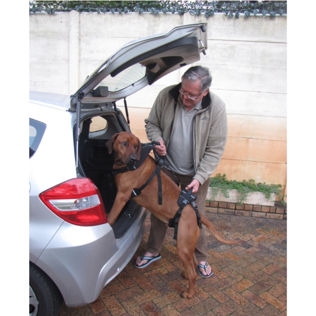 HolisticPet Full Body Dog Harness lifting a dog into the boot of a car