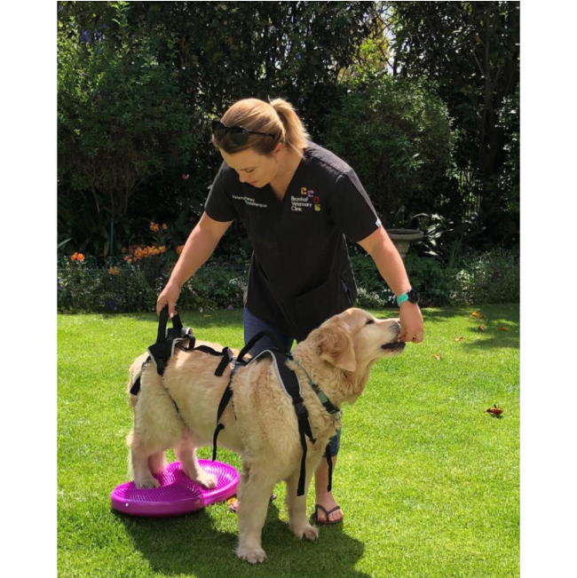 HolisticPet Full Body Dog Harness holding back of the dog up