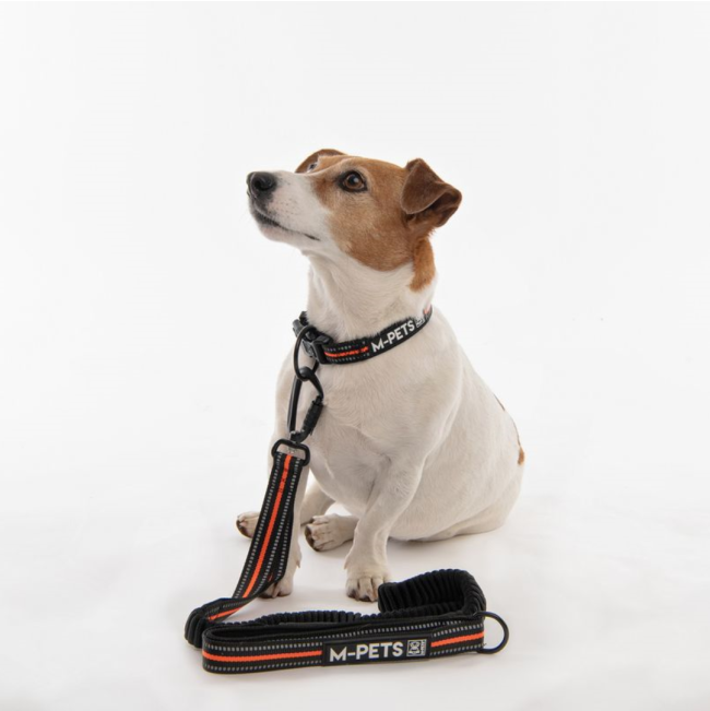 Jogging Dog Lead with white and brown Jack Russel