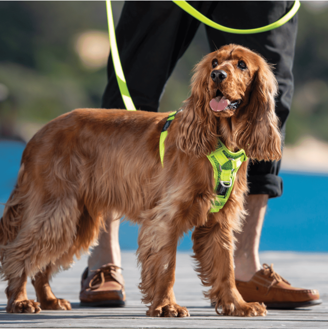 Rogz Control Dog Harness yellow colour on Cocker Spaniel