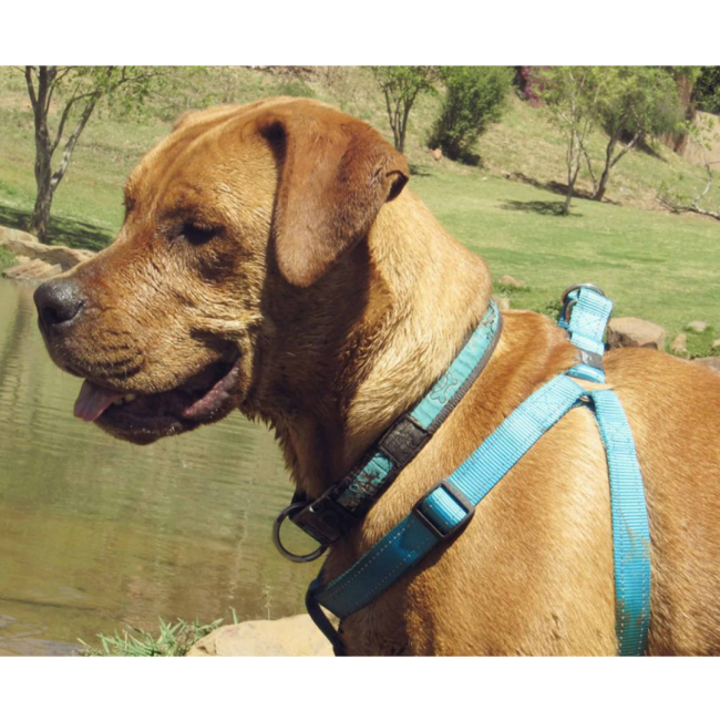 Rogz Utility Reflective Step-in Dog Harness turquoise colour option of brown dog