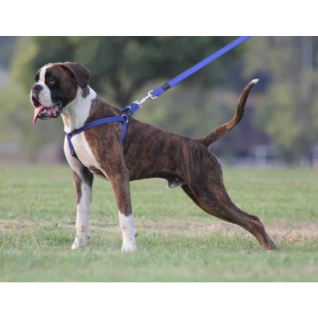 Rogz Utility Reflective Step-in Dog Harness blue colour option on brown Boxer