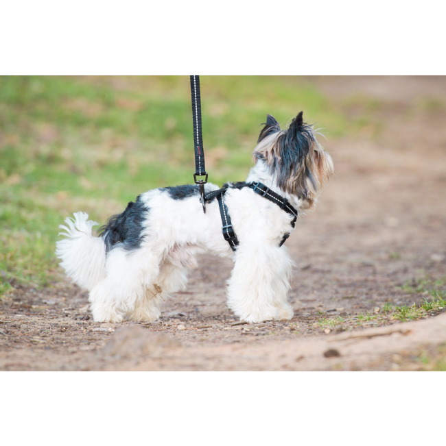 Reflective Supersoft Webbing Dog Lead black colour with white dog