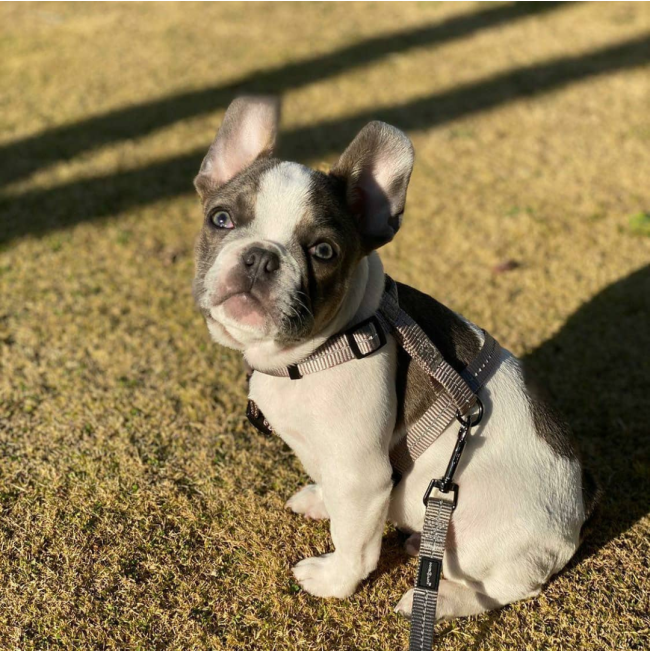 Reflective Supersoft Webbing Dog Lead grey colour option with small puppy