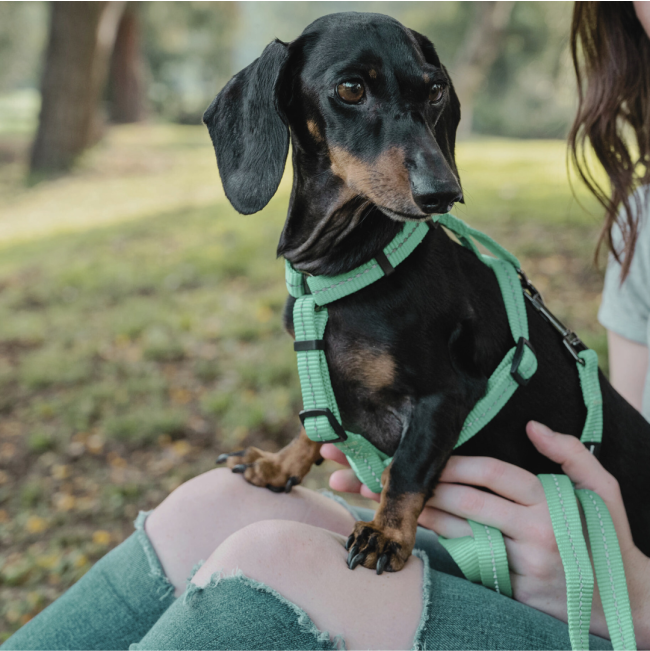 Reflective Supersoft Webbing Dog Lead blue option with black sausage dog