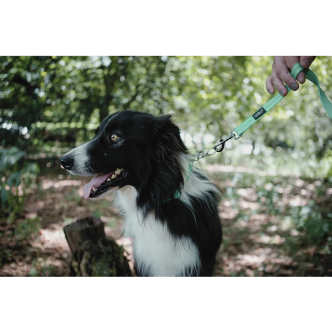 Reflective Supersoft Webbing Dog Lead blue colour with black and white border collie