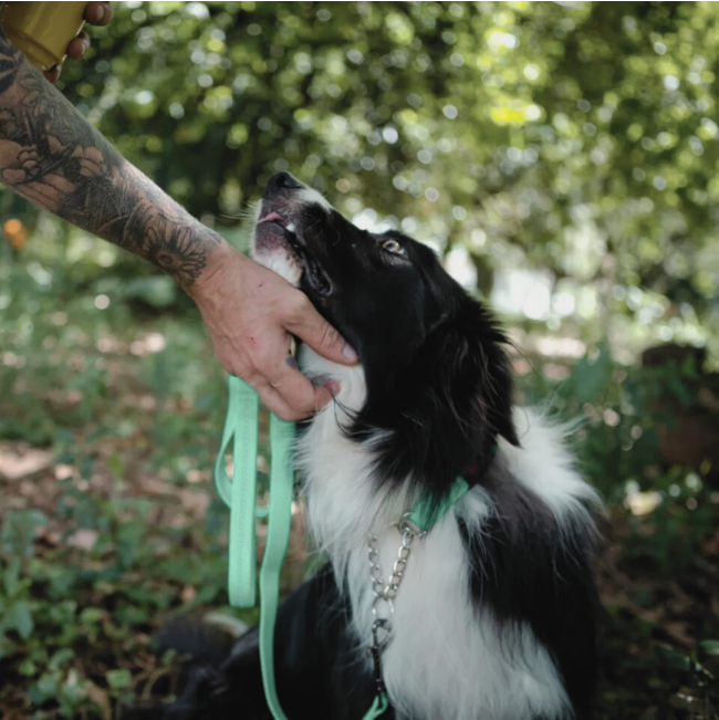 Reflective Supersoft Webbing Dog Lead blue colour in human hand