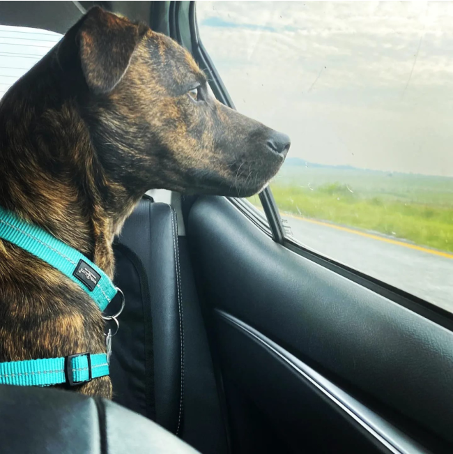 Reflective Supersoft Webbing Dog Harness turquoise on brown dog