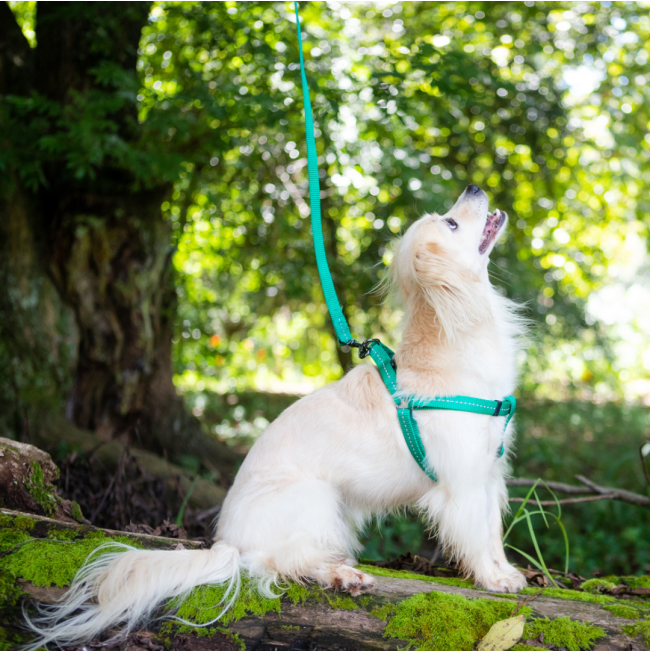 Reflective Supersoft Webbing Dog Harness turquoise on white small dog