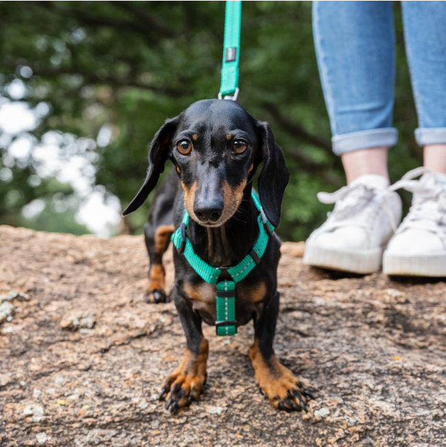 Reflective Supersoft Webbing Dog Harness front view on brown and black sausage dog