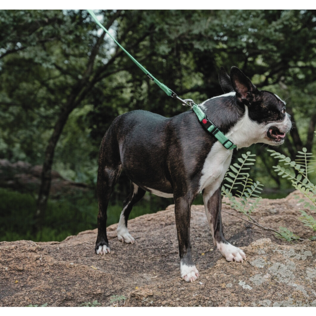Reflective Supersoft Webbing Dog Collar on dog with lead attached