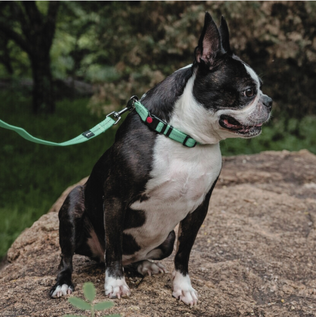 Reflective Supersoft Webbing Dog Collar on boston sitting down with lead attached