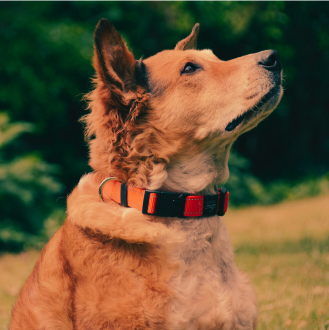Rogz Utility Reflective Dog Collar red colour on brown dog