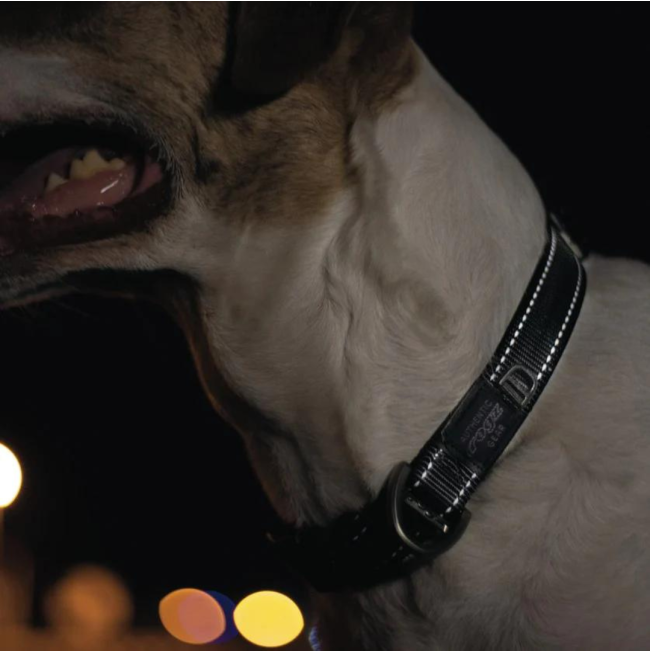 Rogz Utility Reflective Dog Collar black collar reflecting in light