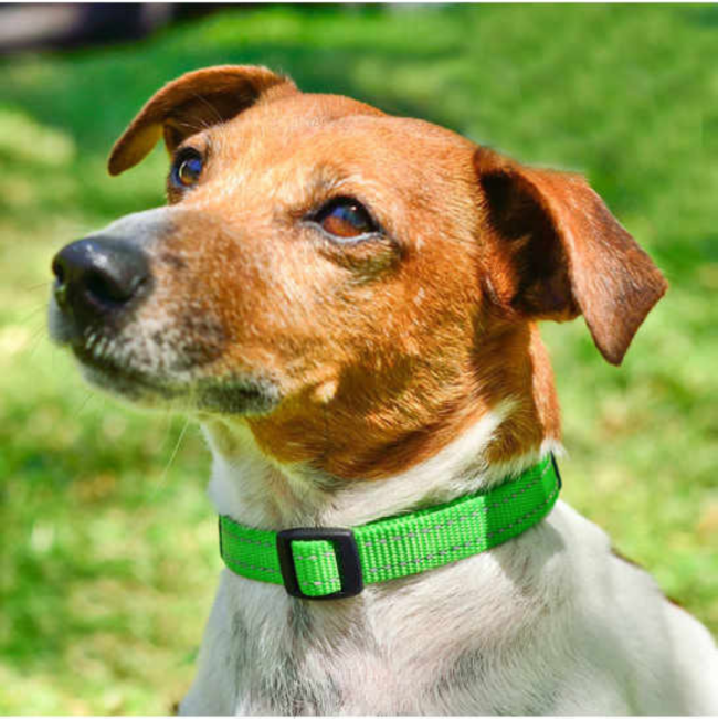 Rogz Utility Reflective Dog Collar green colour on dog