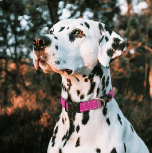 Rogz Utility Reflective Dog Collar pink on dog