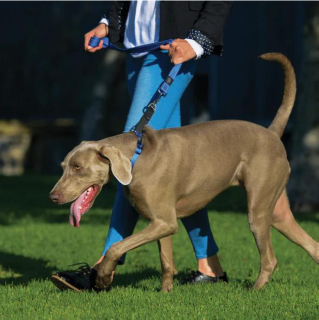Rogz Utility Reflective Dog Collar blue on dog while walking