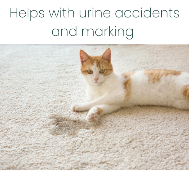 ProtectUs Cat Urine Odour Eliminator Lemon Fragranced 500ml helps with accidents and marking