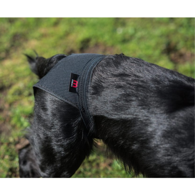 Mikki Hygiene Pants put onto black dog