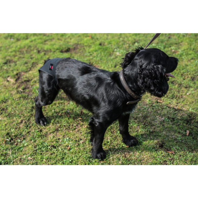 Mikki Hygiene Pants place on a black dog with a lead