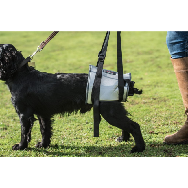 Mikki Helping Hands placed onto back end of black dog
