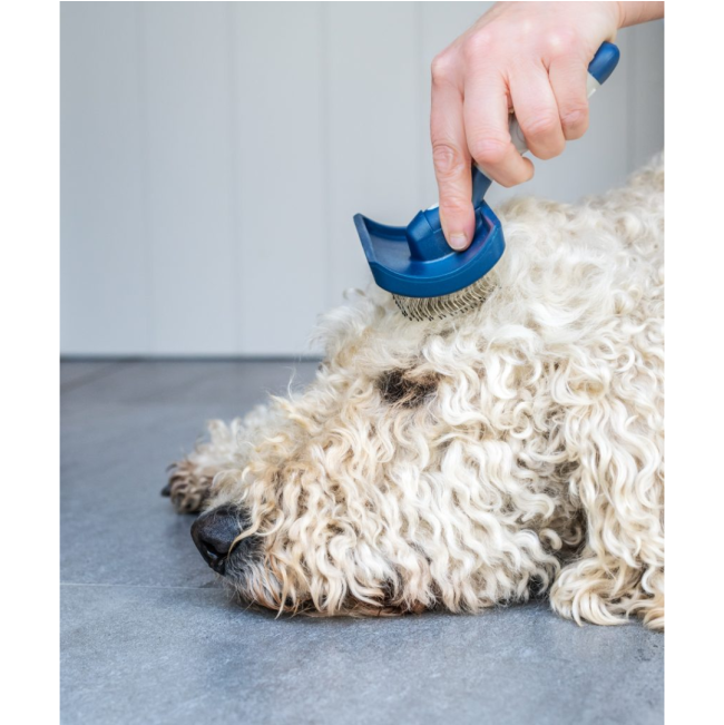 Mikki Doodles Grooming Kit lifestyle with slicker brush on dogs head