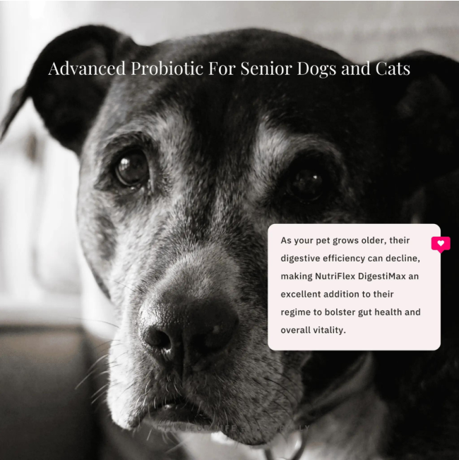 NutriFlex® DigestiMax Probiotic With Digestive Enzymes For Dogs and Cats best for seniors