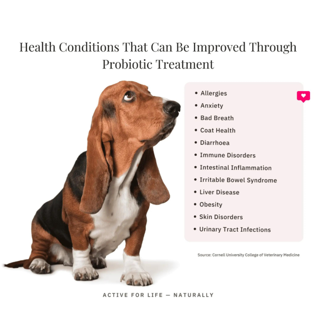 NutriFlex® DigestiMax Probiotic With Digestive Enzymes For Dogs and Cats improves health conditions