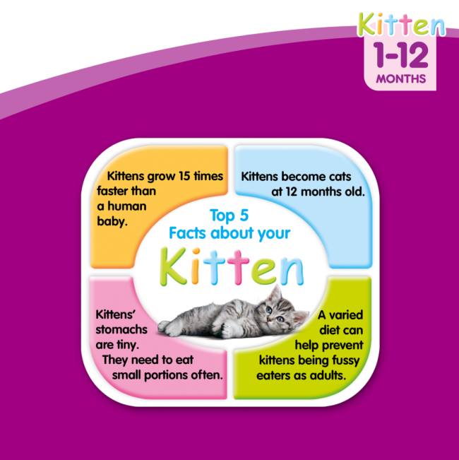 Whiskas Kitten Food - Beef & Milk top 5 facts about your kitten