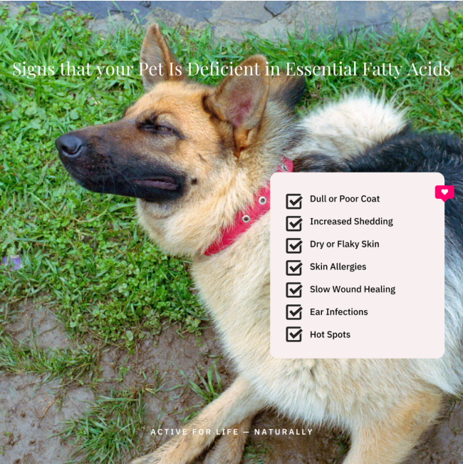 NutriFlex OmegaMax Fish Oil for Dogs and Cats signs you need to know