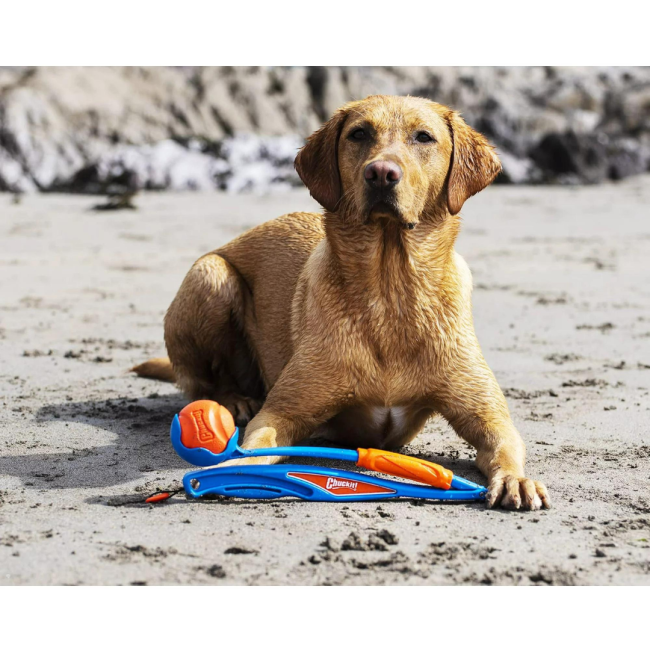 Chuckit! Fetch & Fold Ball Launcher lifestyle on beach with golden dog
