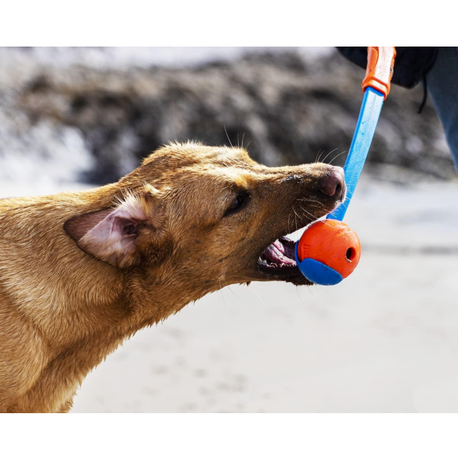 Chuckit! Fetch & Fold Ball Launcher lifestyle with golden dog biting at orange ball