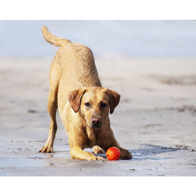 Chuckit! Fetch & Fold Ball Launcher lifestyle with golden dog playing with orange ball