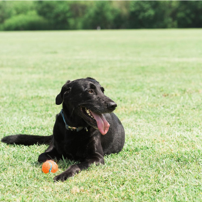 Chuckit! Tennis Ball - Small to Large Balls lifestyle with black dog