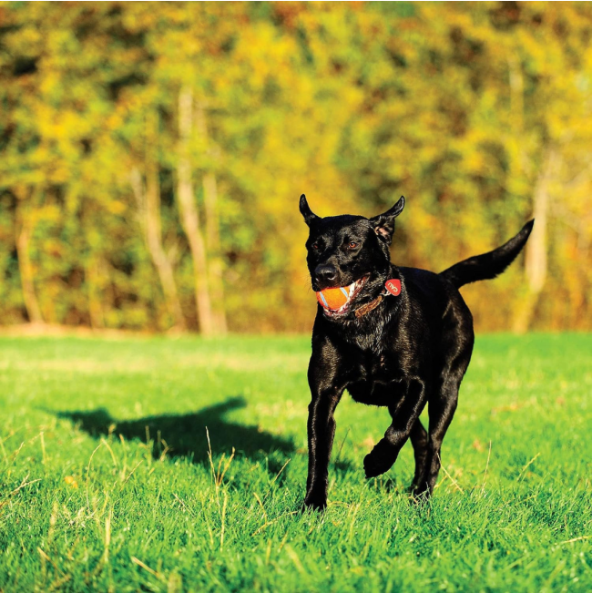 Chuckit! Tennis Ball - Small to Large Balls lifestyle with black dog running