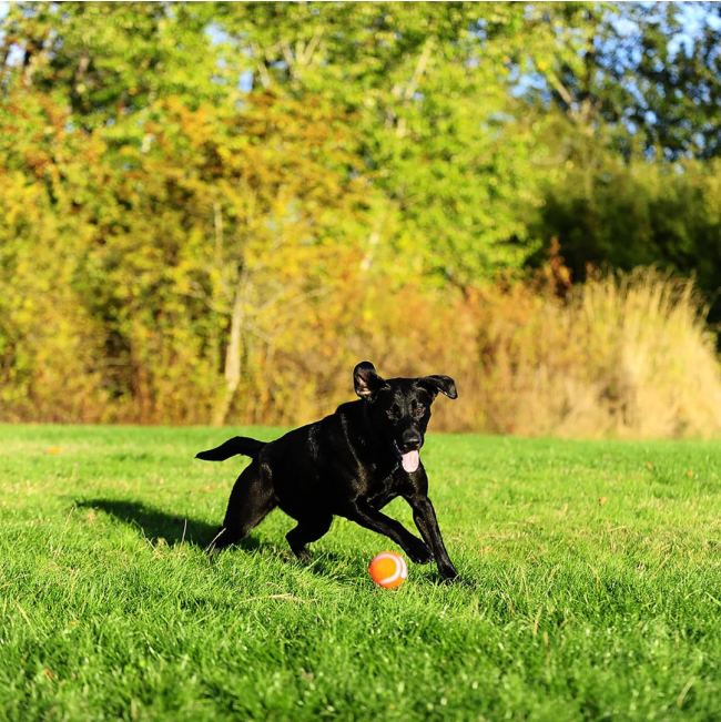 Chuckit! Tennis Ball - Small to Large Balls lifestyle with black dog chasing ball