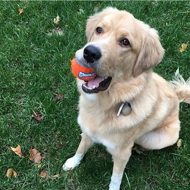 Chuckit! Tennis Ball - Small to Large Balls lifestyle with golden puppy