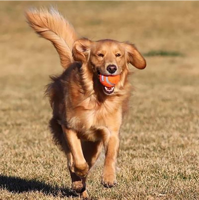 Chuckit! Tennis Ball - Small to Large Balls lifestyle with golden retriever
