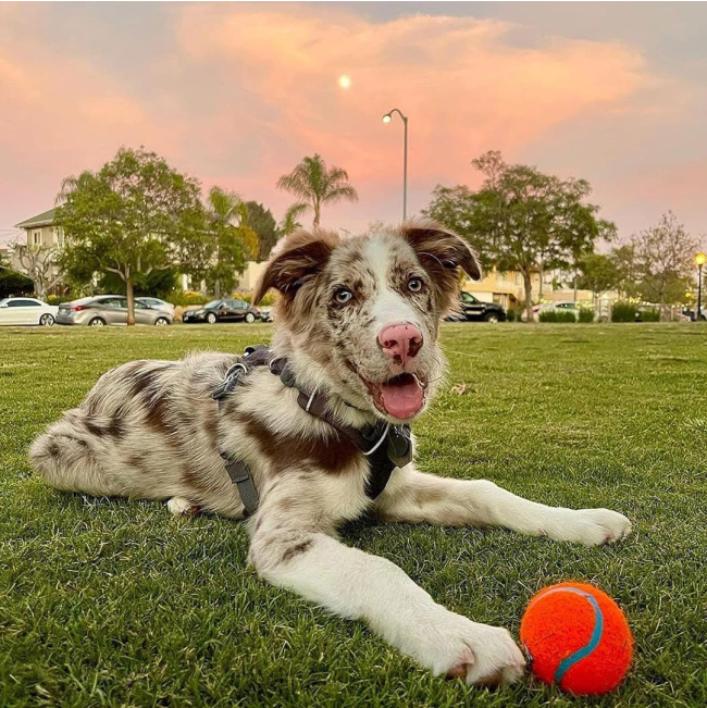 Chuckit! Tennis Ball - Small to Large Balls lifestyle with light and dark brown dog