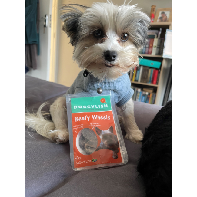 Doggylish Beefy Wheels Dog lifestyle with yorkie