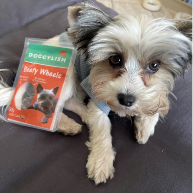 Doggylish Beefy Wheels Dog lifestyle with small yorkie