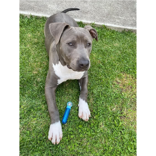 Pet Qwerks Doggy Peanut Butter IncrediBubbles lifestyle with grey and whit dog
