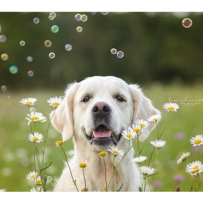 Pet Qwerks Doggy Peanut Butter IncrediBubbles lifestyle with white dog
