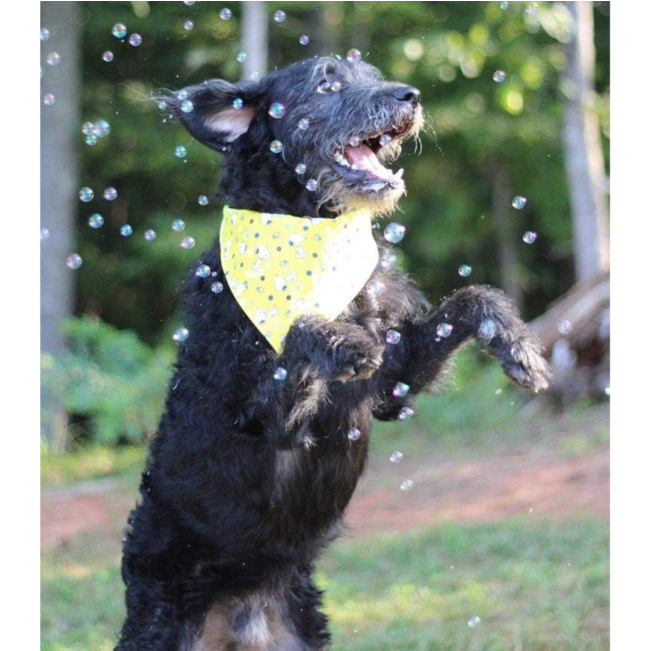 Pet Qwerks Doggy Peanut Butter IncrediBubbles lifestyle with black dog