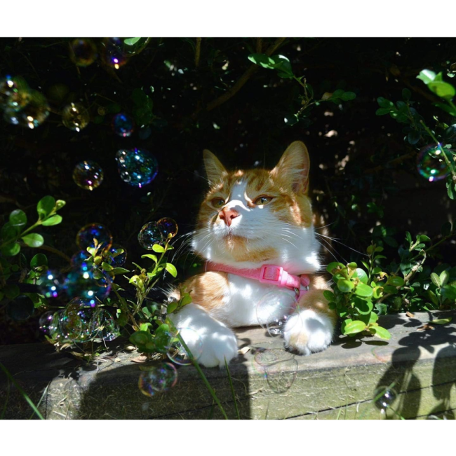 Pet Qwerks Kitty Catnip IncrediBubbles lifestyle with cat in bushes
