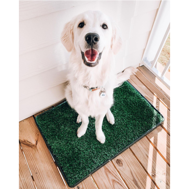 Wee-Wee Indoor Pet Potty Grass Patch For Dogs lifestyle with white dog