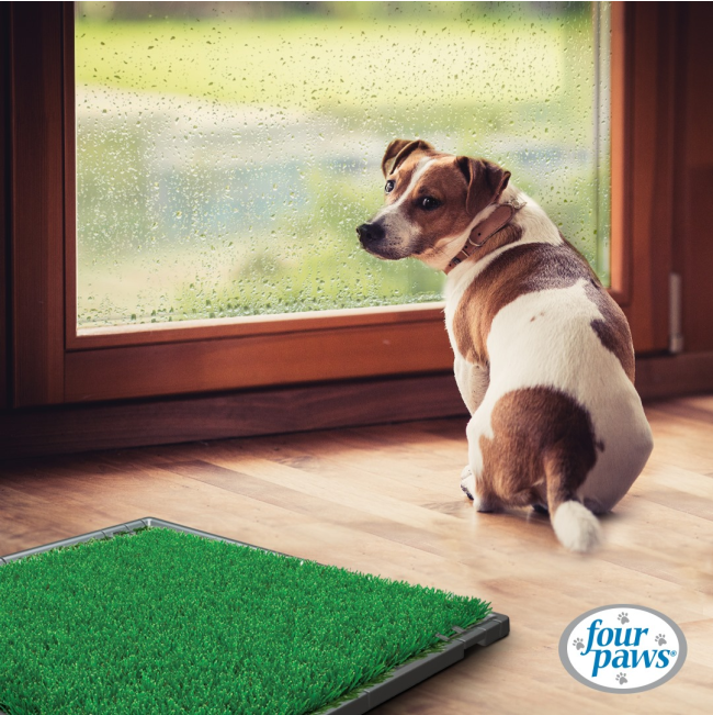 Wee-Wee Indoor Pet Potty Grass Patch For Dogs lifestyle with dog inside