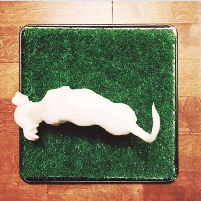 Wee-Wee Indoor Pet Potty Grass Patch For Dogs lifestyle from top view with white dog